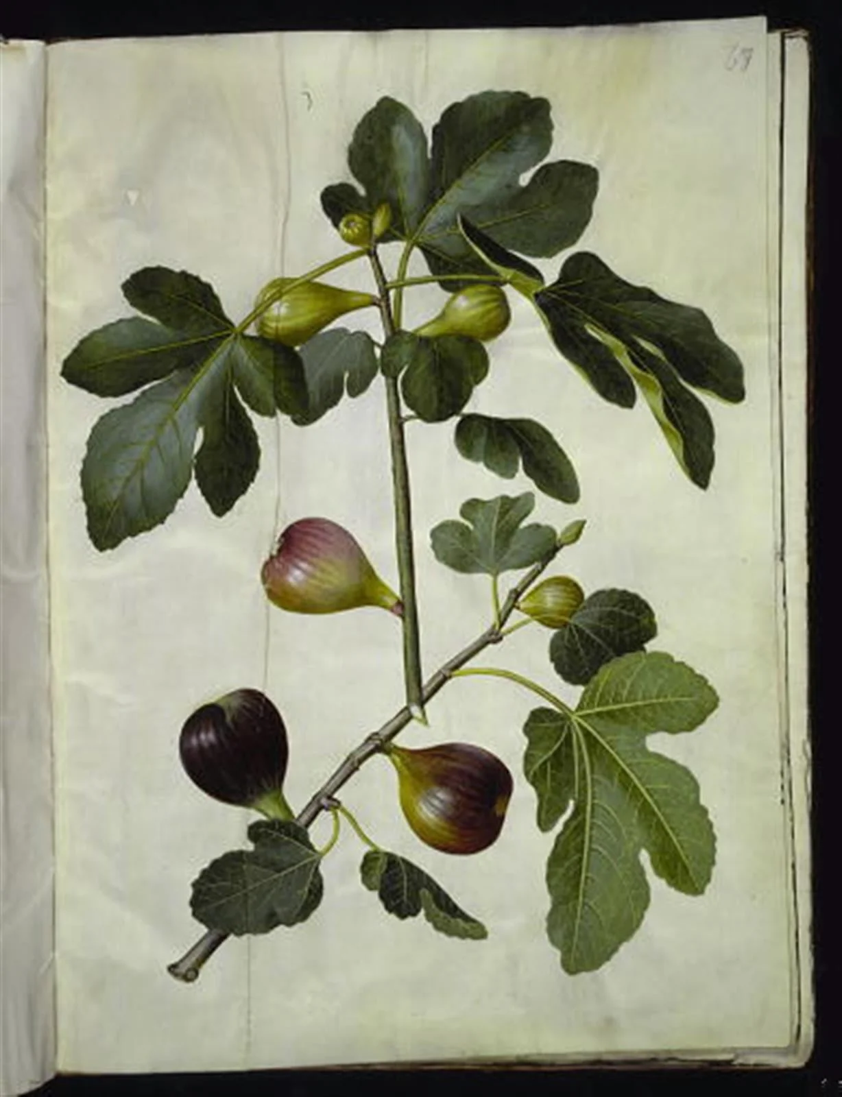 Ficus carica (almindelig figen), by Unknown, unspecified, 1654