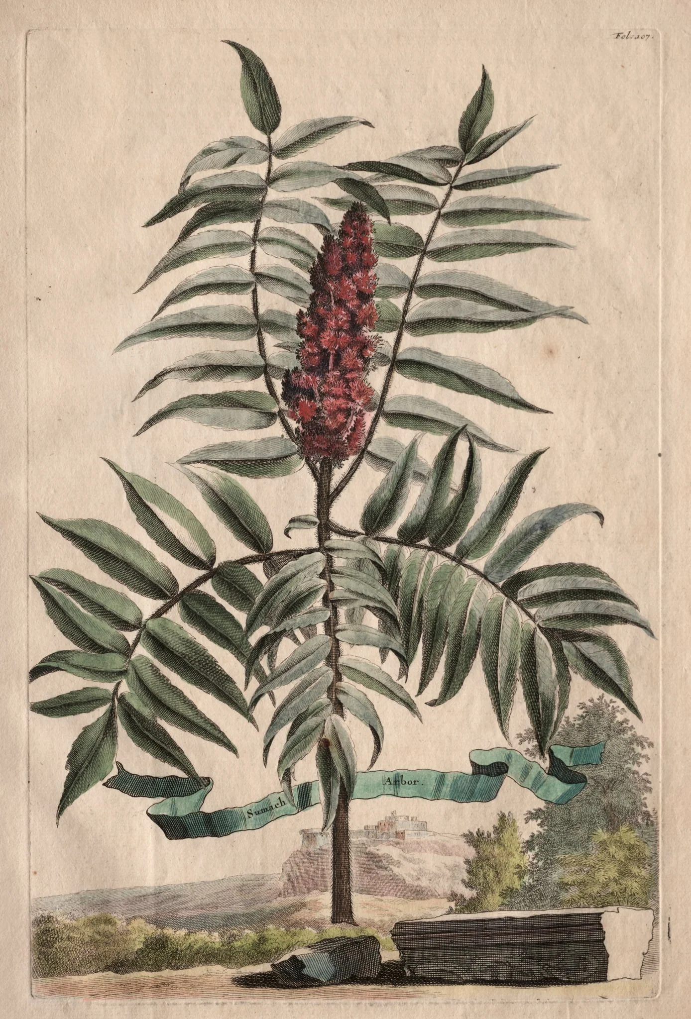 Phytographia Curiosa:  Sumach Arbor, by Abraham Munting, 1667