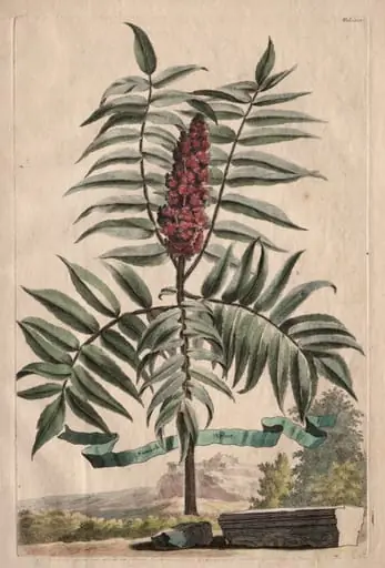 Phytographia Curiosa:  Sumach Arbor