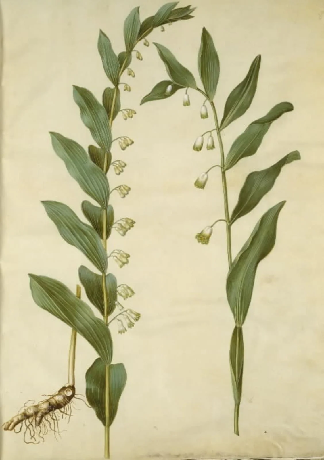 Polygonatum multiflorum (stor konval); Polygonatum odoratum (kantet konval), by Unknown, unspecified, 1654