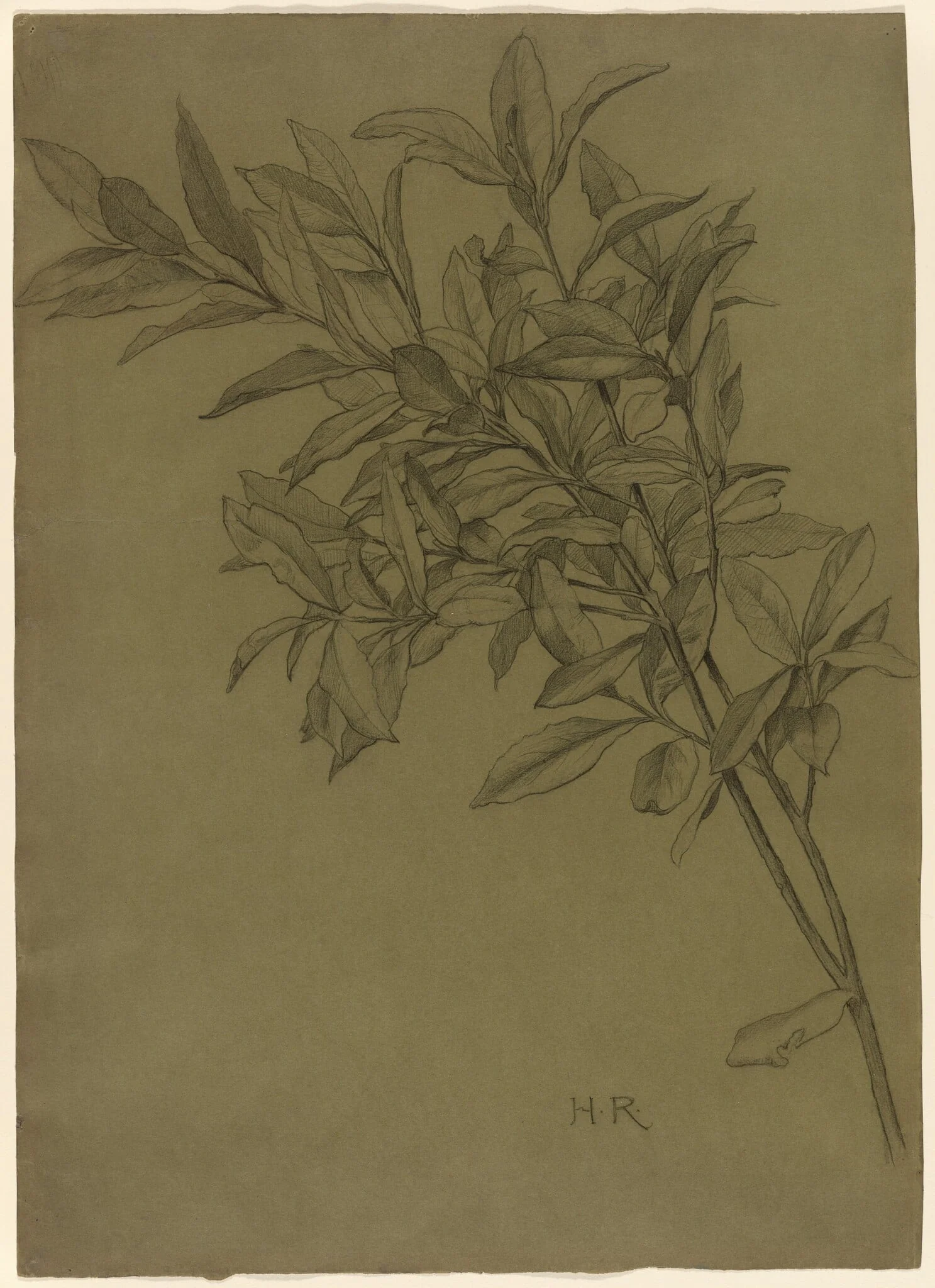 Study of Bay Leaves, by Henry Ryland, graphite, 1898