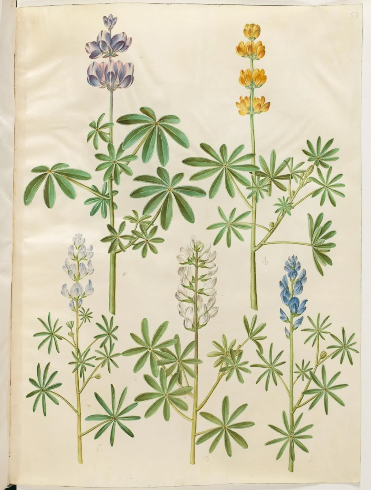Lupinus pilosus (blå lupin); Lupinus luteus (gul lupin); Lupinus angustifolius (smalbladet lupin); Lupinus albus (hvid lupin), by Unknown, unspecified, 1654