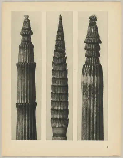 a Equisetum hiemale; b Equisetum maximum; c Equisetum hiemale