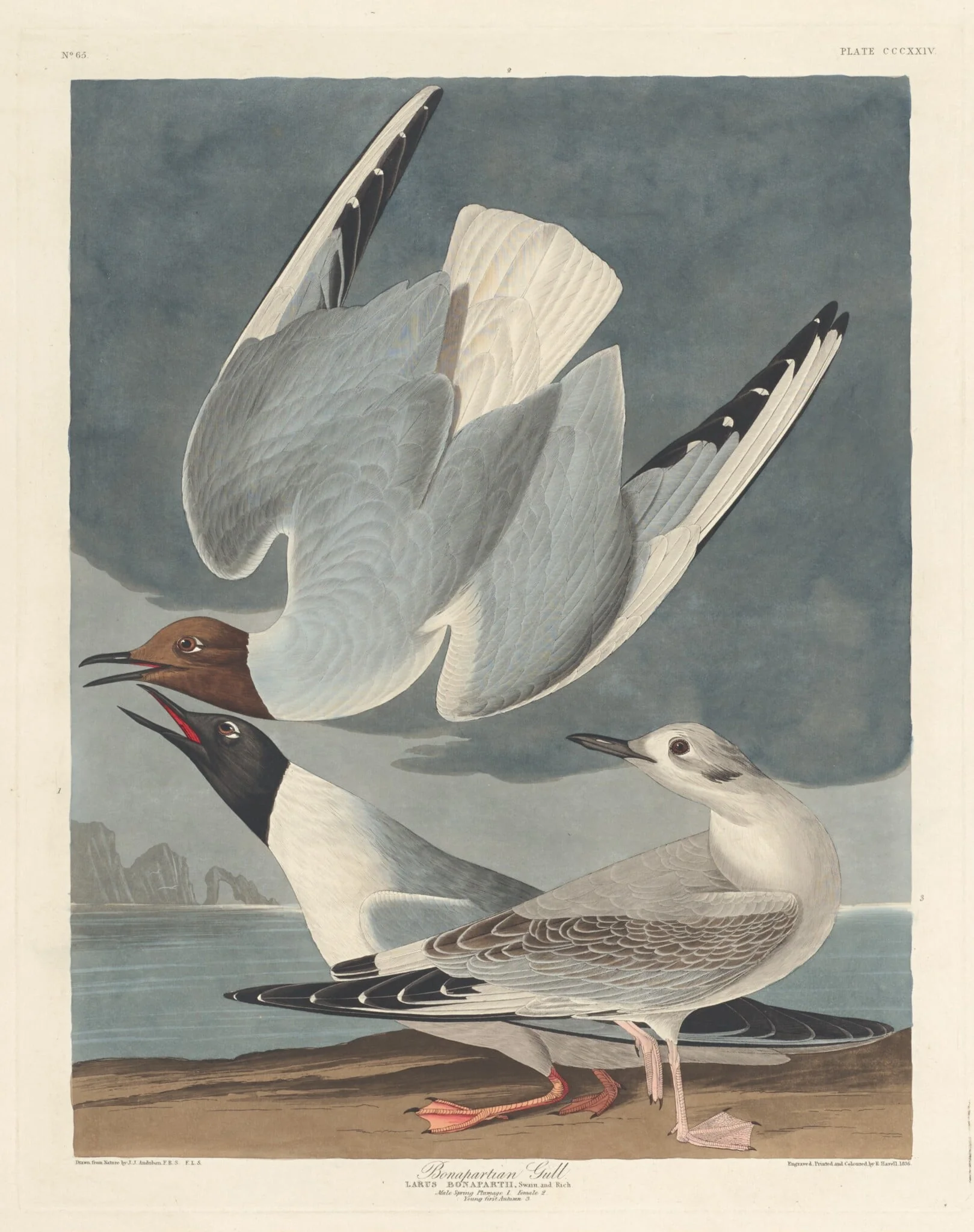 Bonapartian Gull, by Robert Havell Jr., ink, 1836