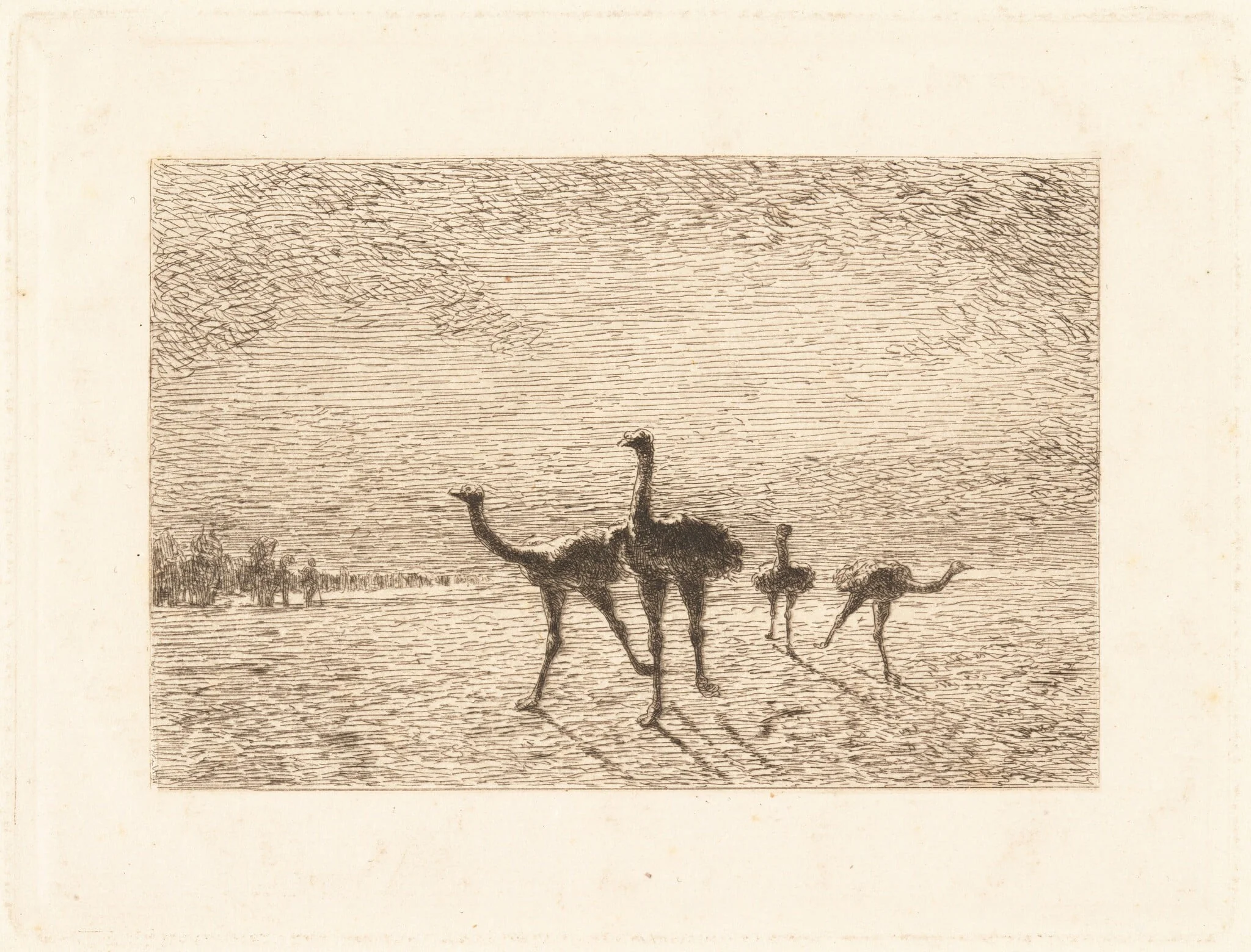 Ostriches in the Desert, by François-Nicolas Auguste Feyen-Perrin, ink, 1872