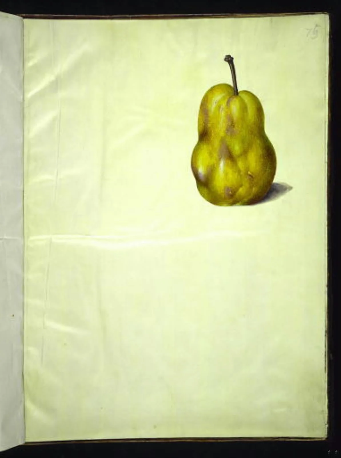 Pyrus communis (almindelig pære), by Unknown, unspecified, 1654
