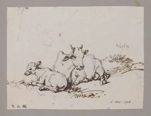 A cow and calf