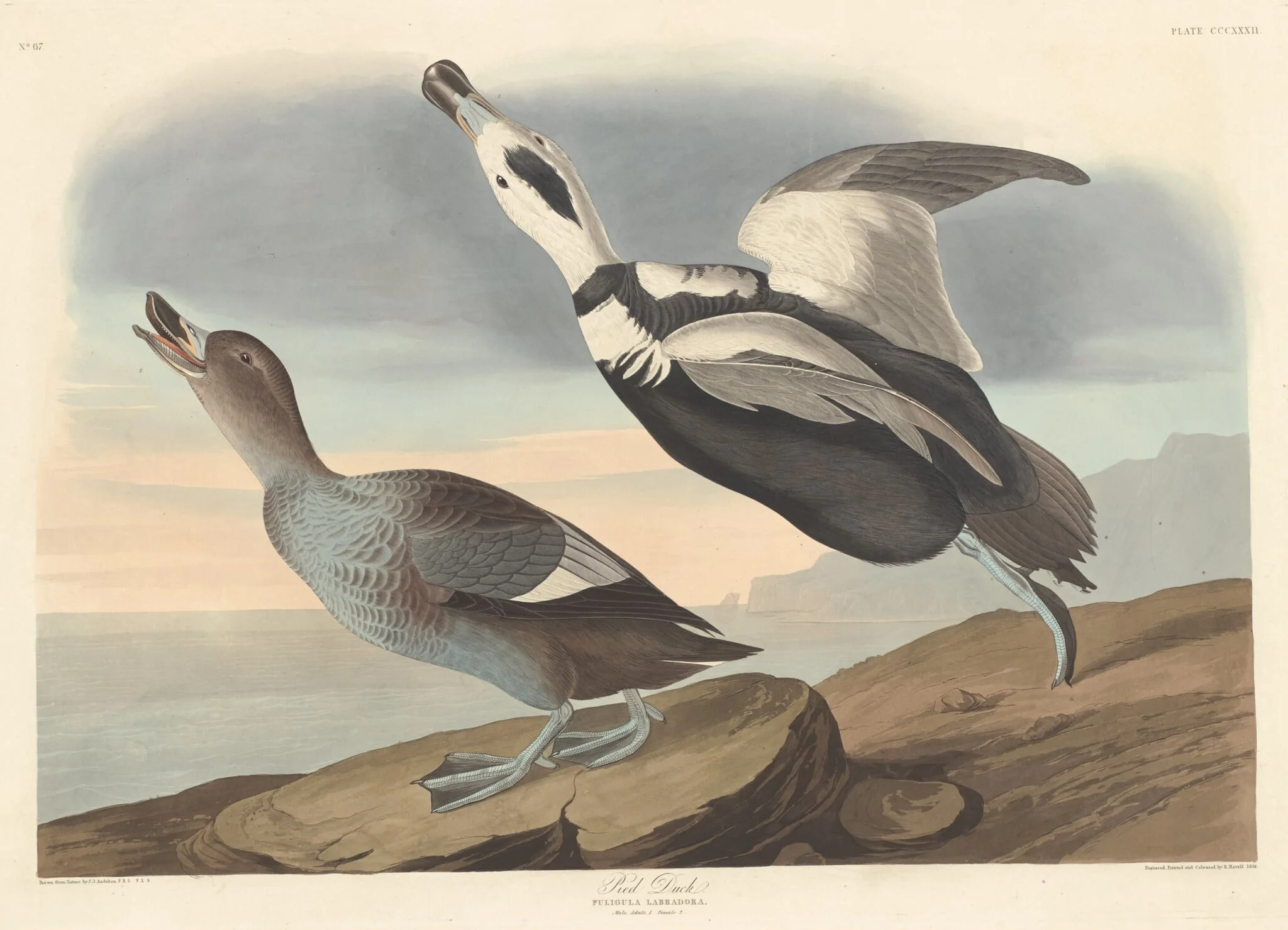 Pied Duck, by Robert Havell Jr., ink, 1836