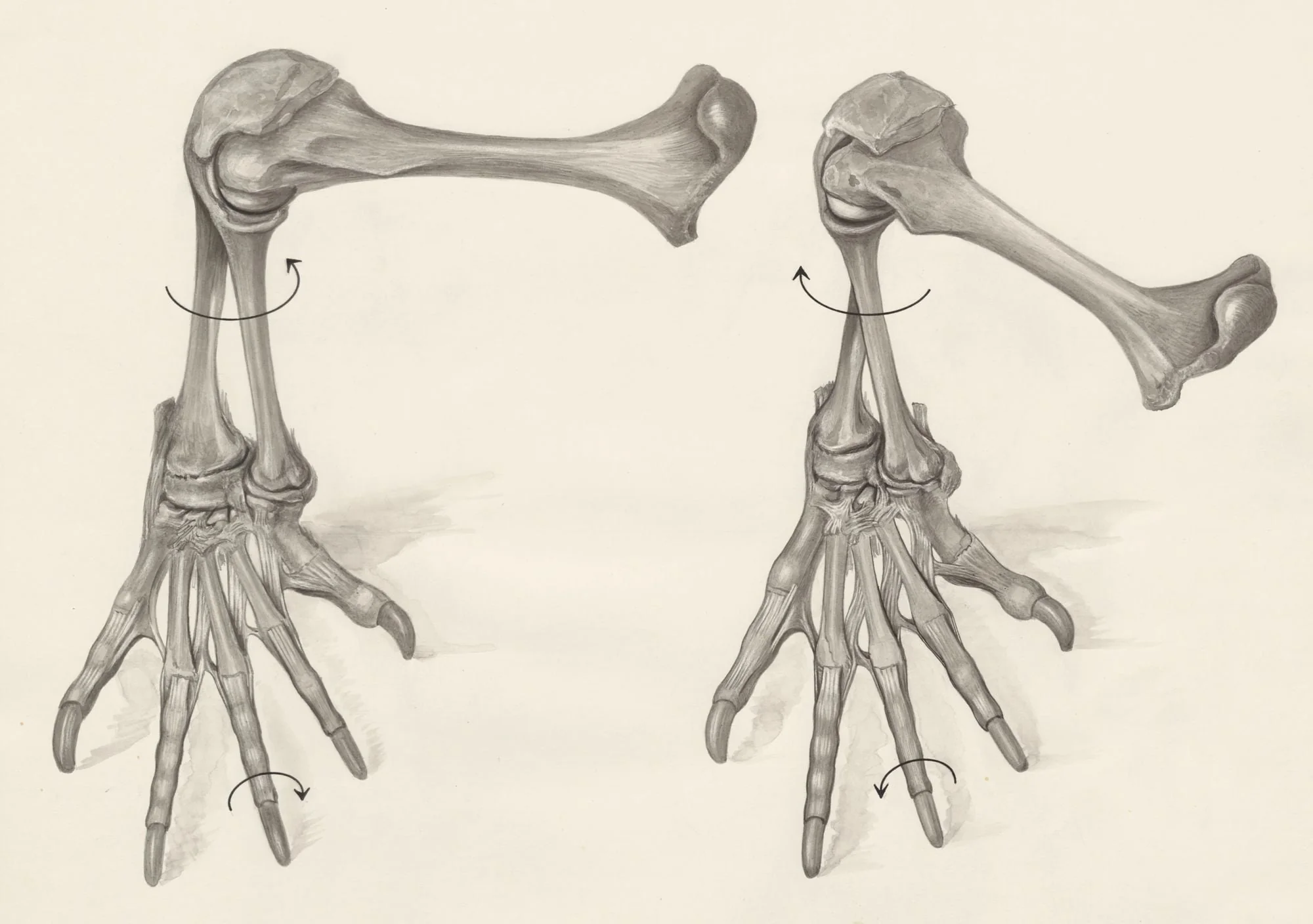 Skeletal legs of a lizard