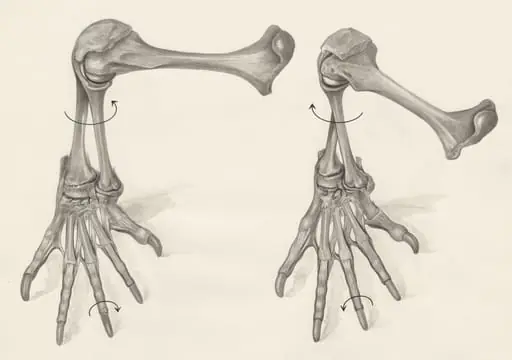 Skeletal legs of a lizard