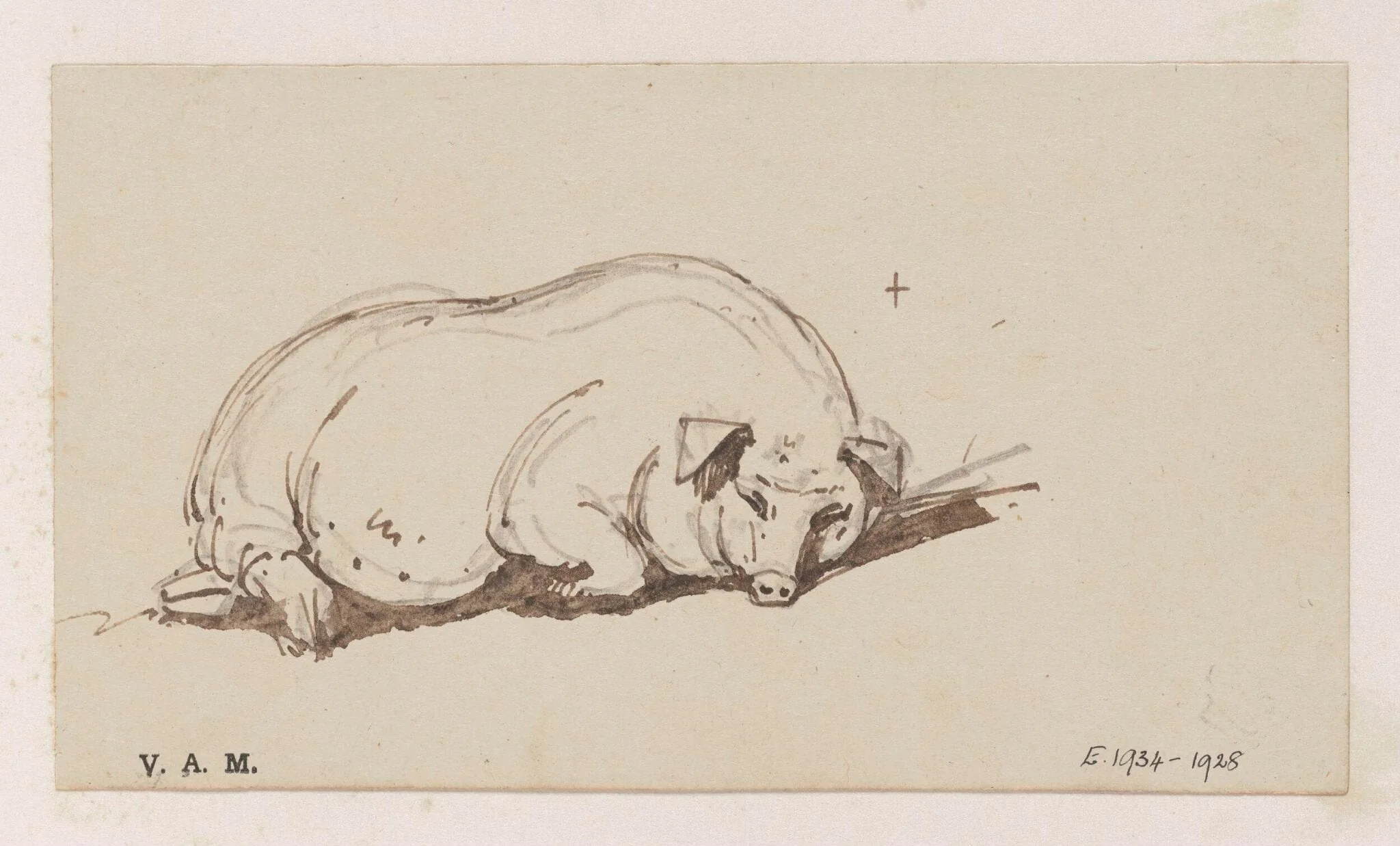 A pig, by George Chinnery, 19