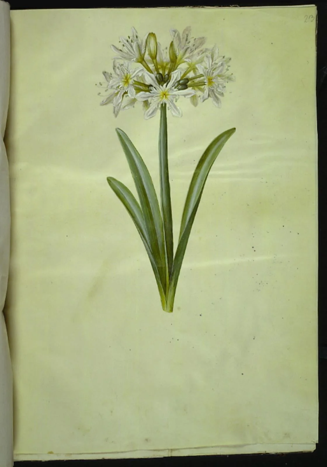 Pancratium Illyricum (småblomstret strandlilje), by Unknown, unspecified, 1654
