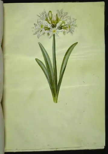 Pancratium Illyricum (småblomstret strandlilje)