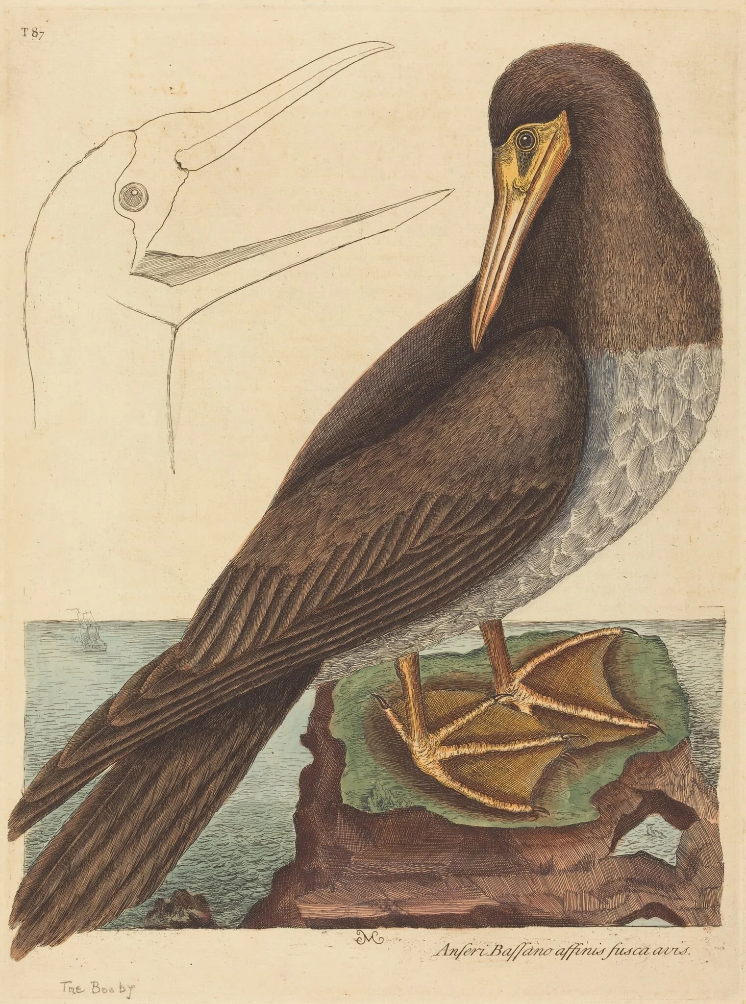 The Booby (Pelecanus Sula), by Mark Catesby, ink, 1737
