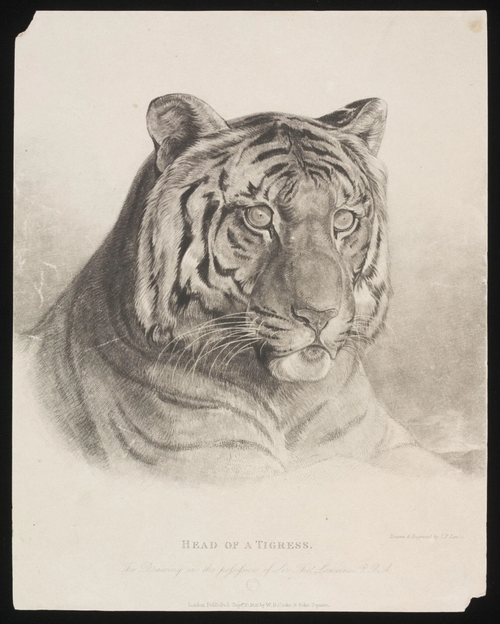 Head of a Tigress., by John Frederick Lewis, 10