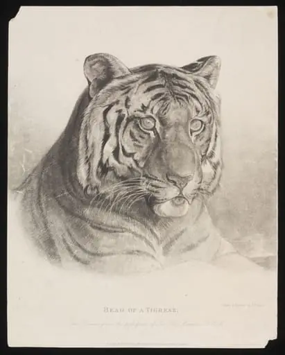 Head of a Tigress.