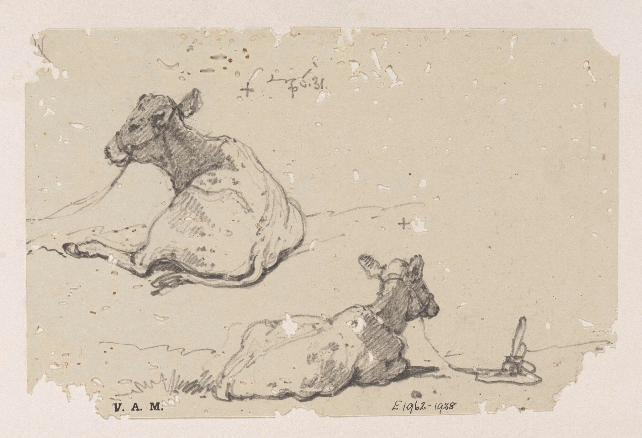 Two drawings of a tethered calf, by George Chinnery, 6
