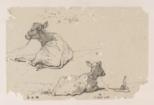 Two drawings of a tethered calf