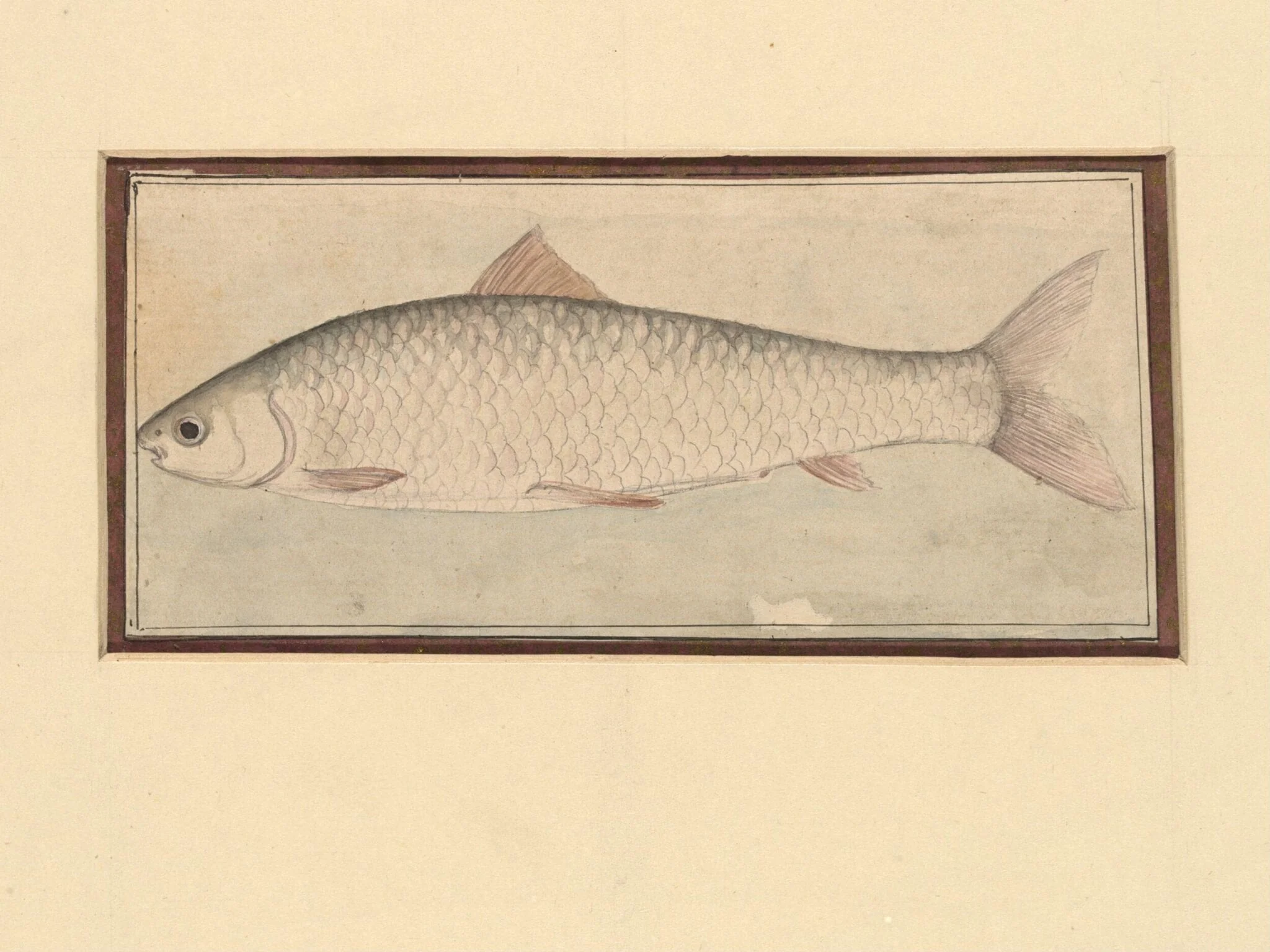 A fish