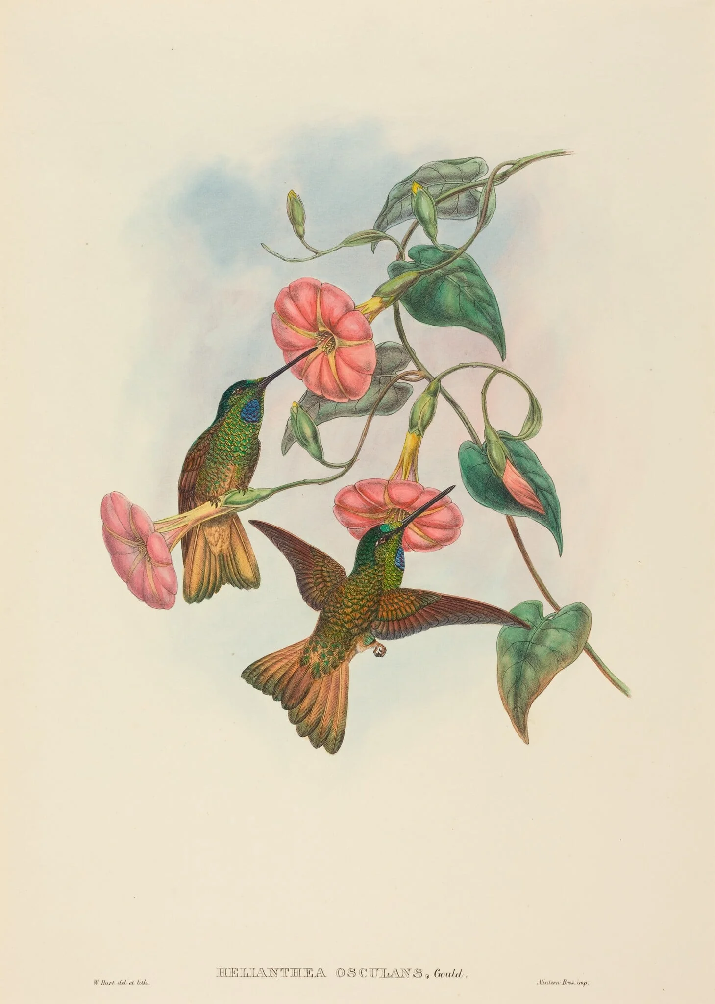Helianthea osculans (Buff-tailed Star-Frontlet)