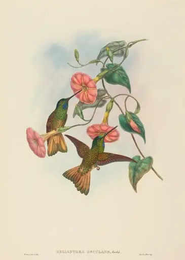 Helianthea osculans (Buff-tailed Star-Frontlet)