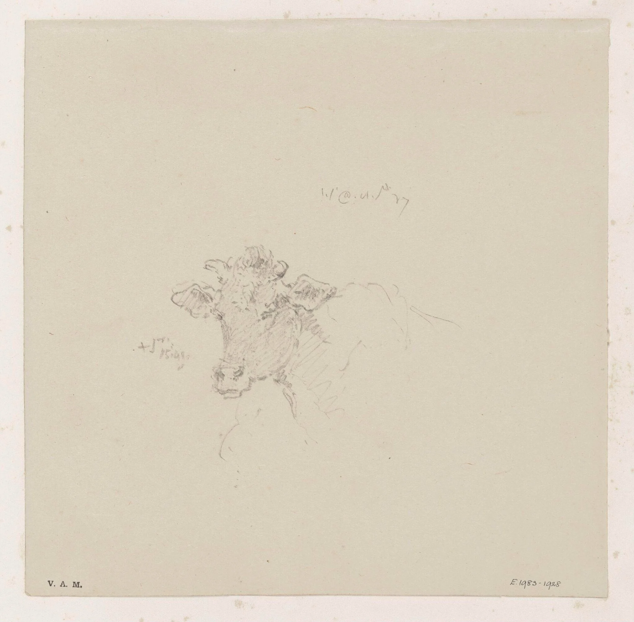 The head of a cow, by George Chinnery, 8