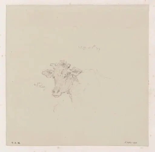 The head of a cow
