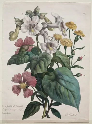 Cours d'Histoire Naturelle, contenant les principales espèces du règne animal, classées methodiquemenet:  Martynia or Unicorn Plant