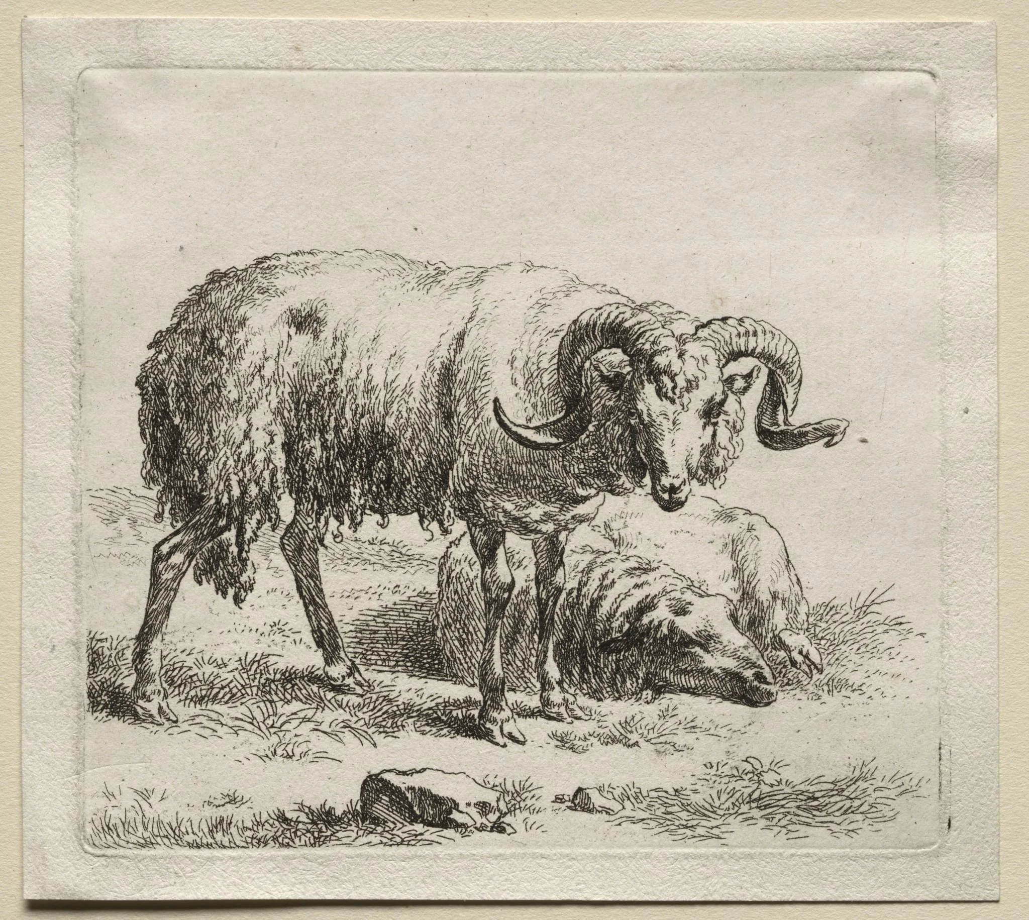 Animalia: Ram and Sheep, by Nicolaes Pieterszoon Berchem, 1659