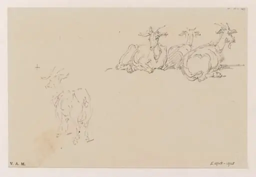 Studies of goats