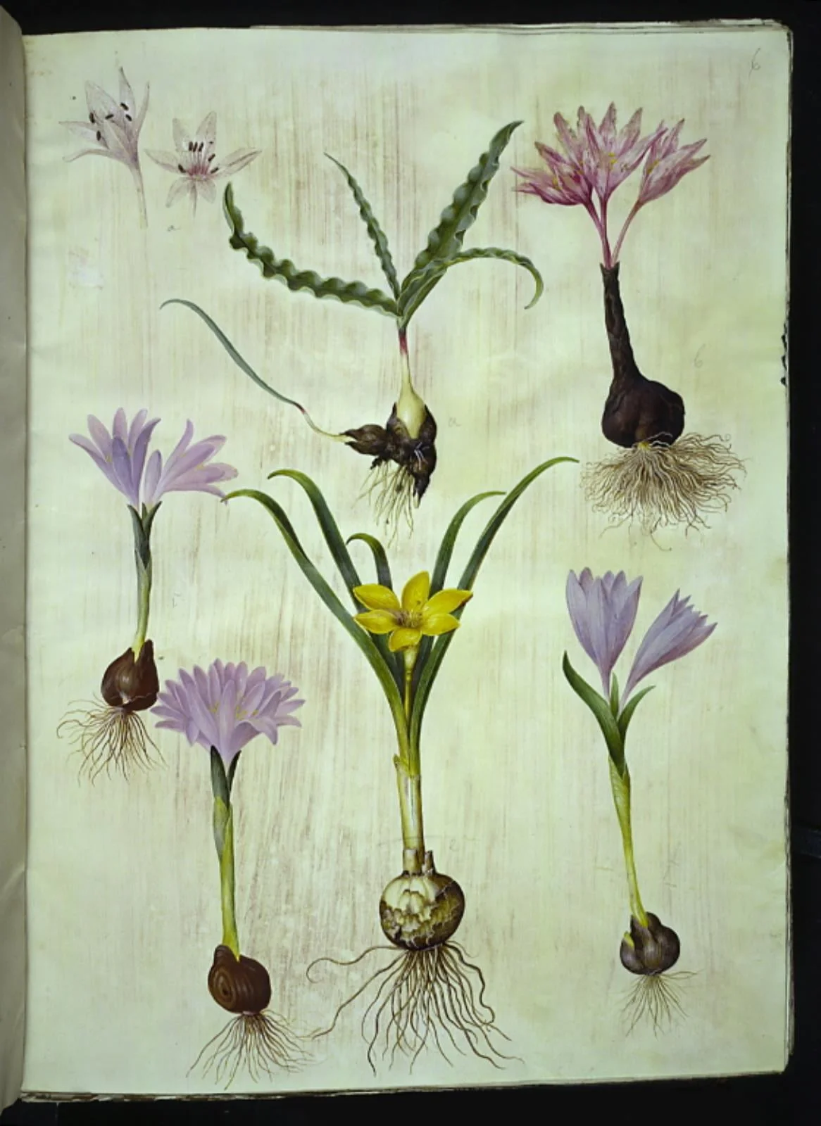 Colchicum variegatum (plettet tidløs); Bulbocodium vernum (vår-lysblomst); Sternbergia lutea (almindelig sternbergia), by Unknown, unspecified, 1654