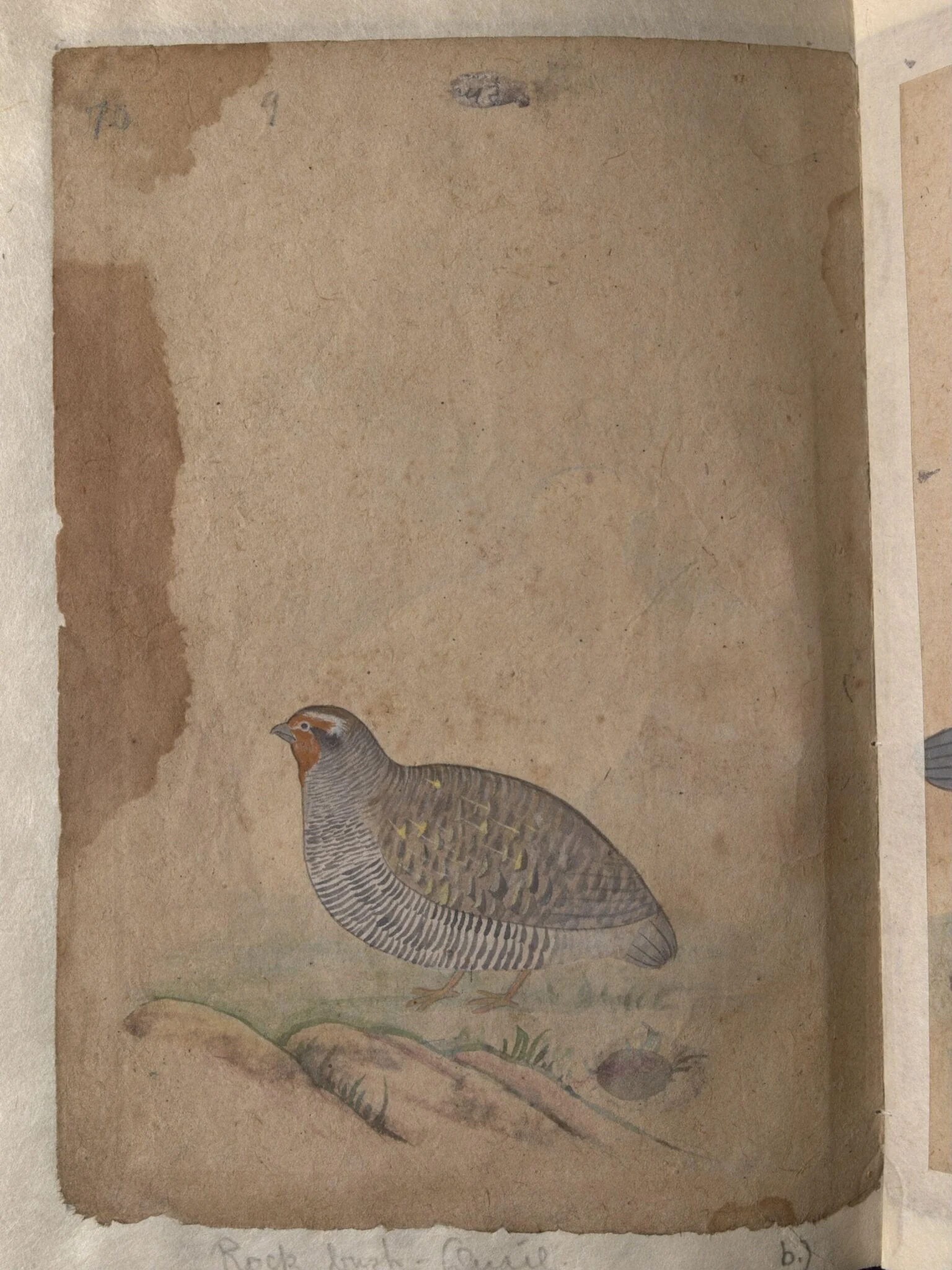 Depictions of a (unfinished drawing) and a Rock bush-quail of Northern India, by Unknown, paint, 1820
