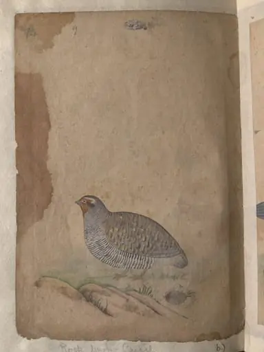 Depictions of a (unfinished drawing) and a Rock bush-quail of Northern India