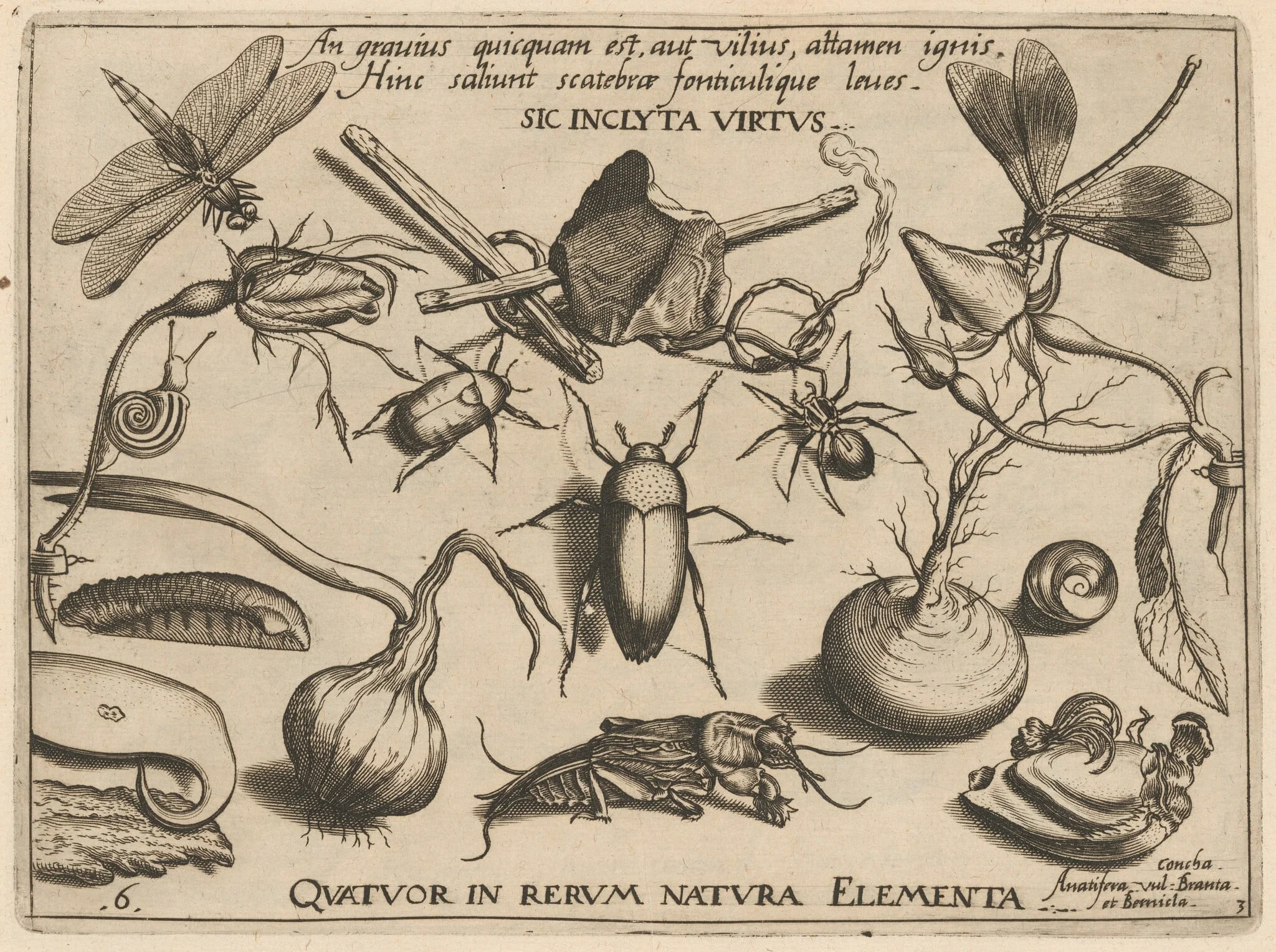 Archetypa studiaque patris Georgii Hoefnagelii [Part 3, Plate 6], by Jacob Hoefnagel, ink, 1592
