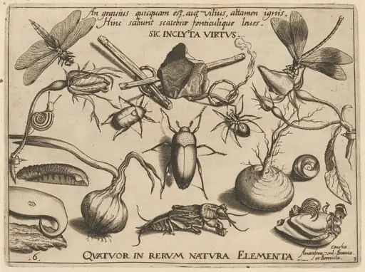 Archetypa studiaque patris Georgii Hoefnagelii [Part 3, Plate 6]