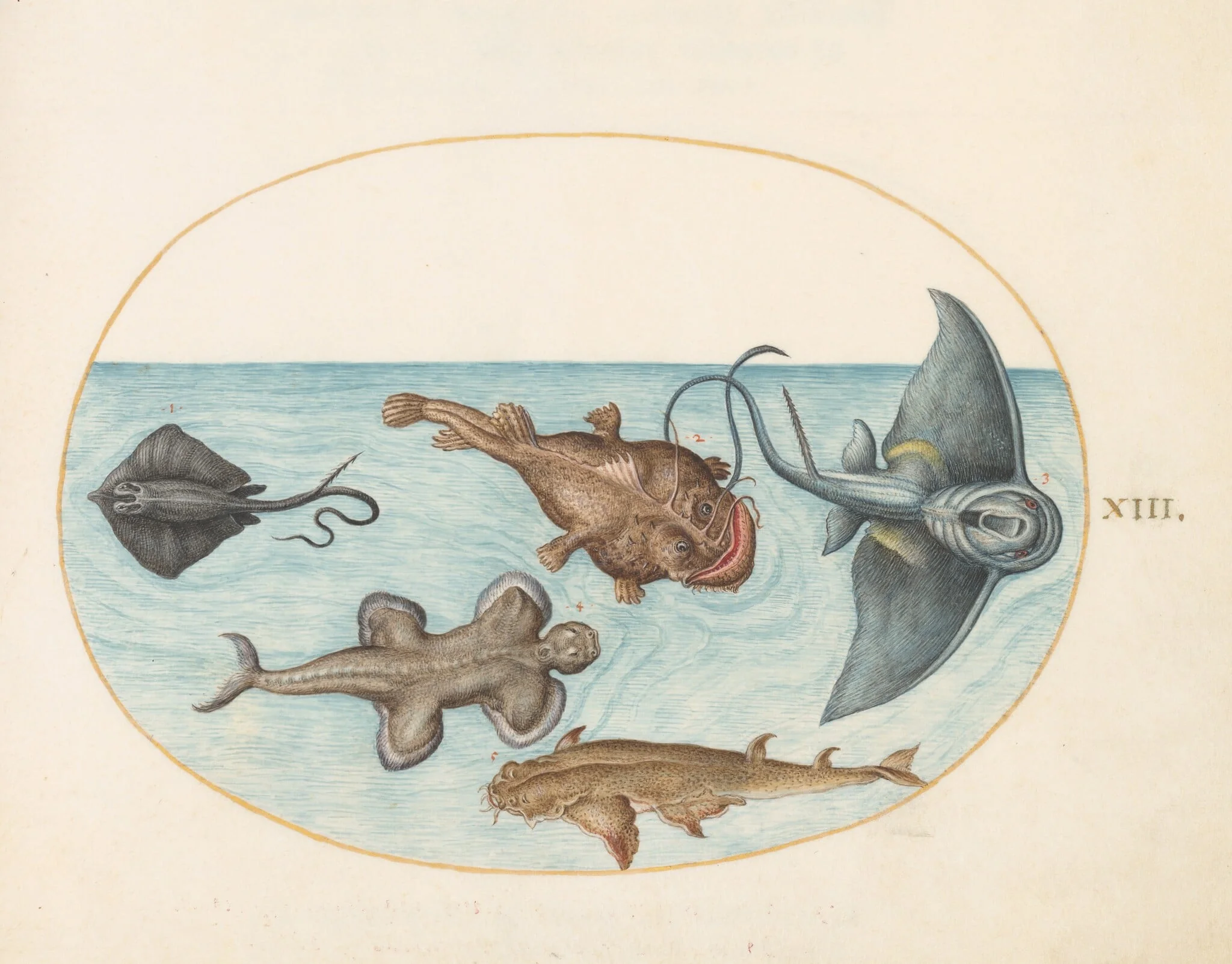 Plate 13: Two Stingrays, an Anglerfish, a Monkfish(?) and an  Angel Shark, by Joris Hoefnagel, gouache, 1594
