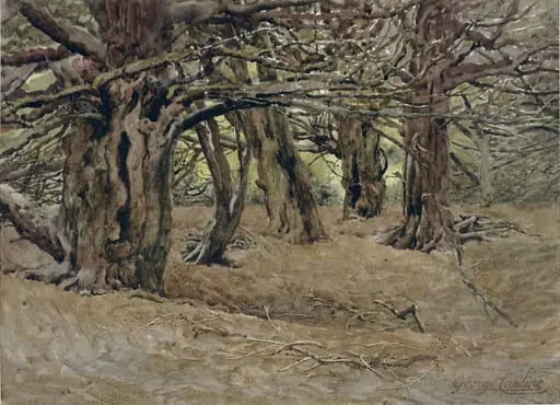 Yews in the Old Yews Wood, Earl of Radnor's Estate, near Salisbury