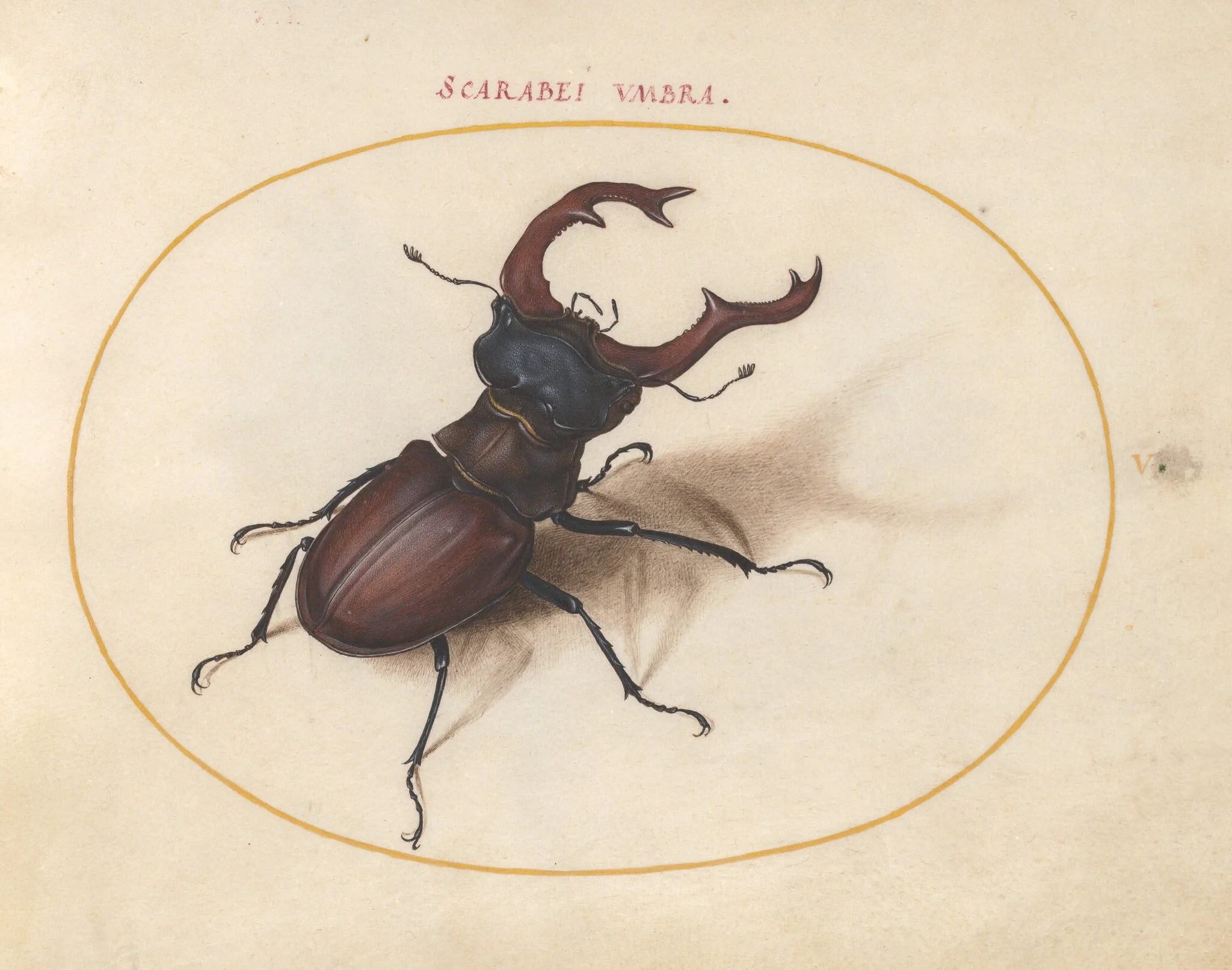 Plate 5: Stag Beetle, by Joris Hoefnagel, gouache, 1594
