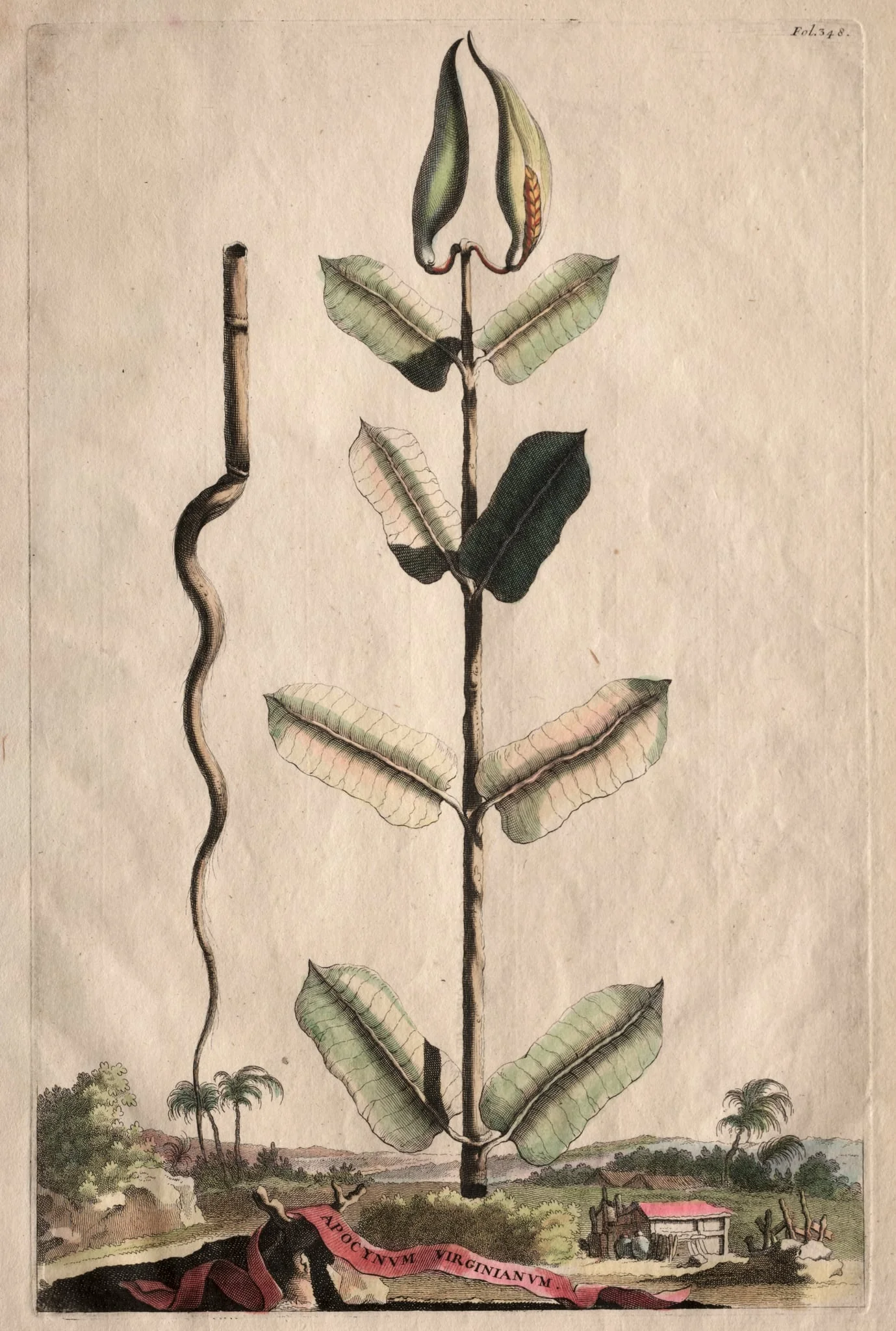 Phytographia Curiosa:  Apocynum Virginianum, by Abraham Munting, 1667