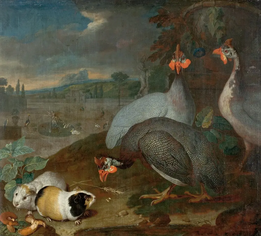 Guinea fowls  with guinea pigs
