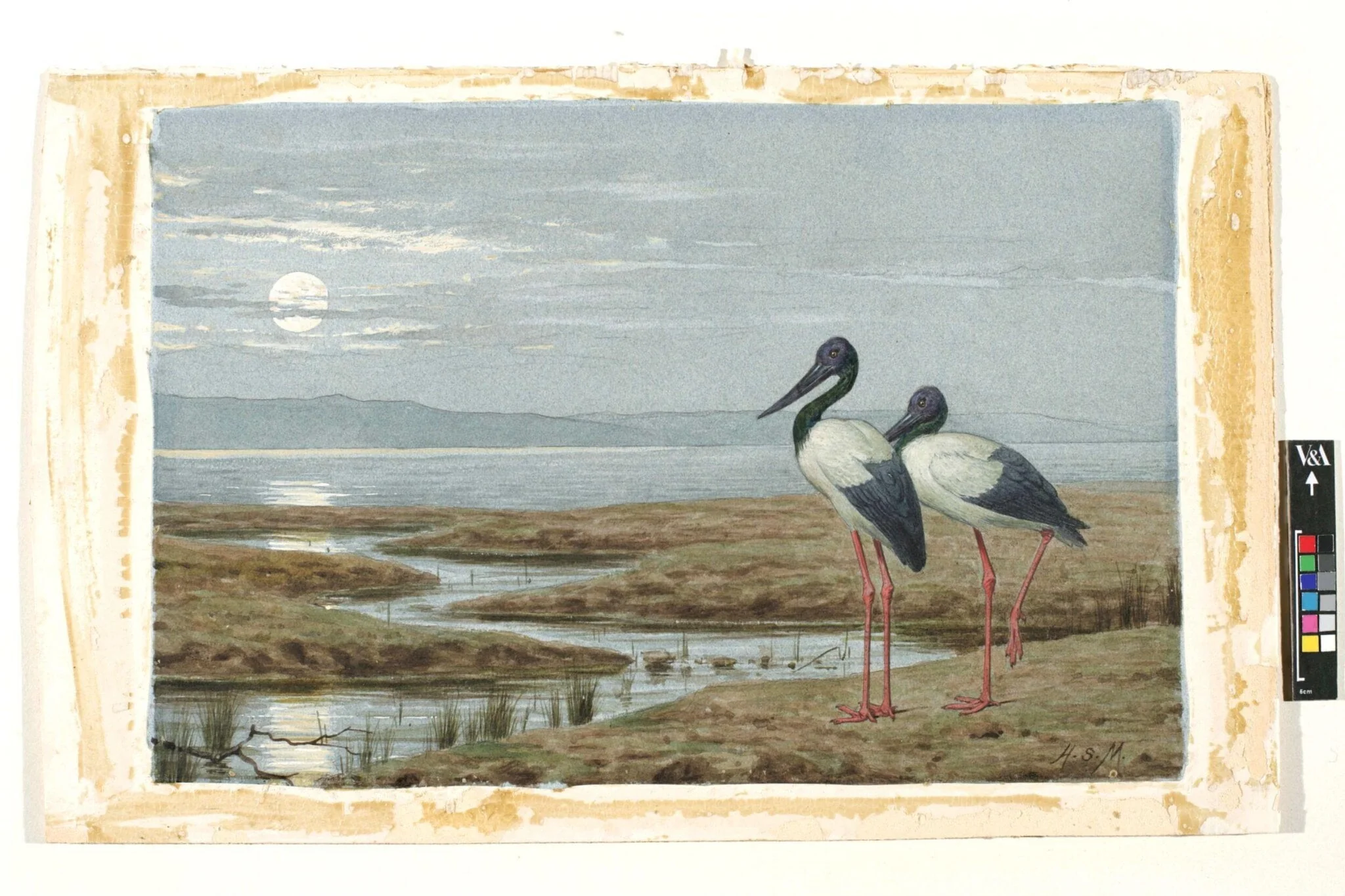 A Moonlight Scene