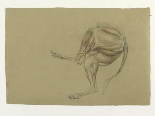 Ecorche drawing of the hind legs of a dog