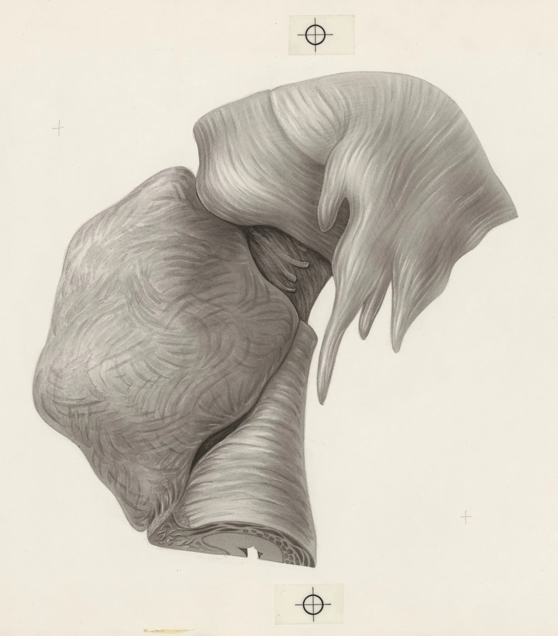 Human tissue