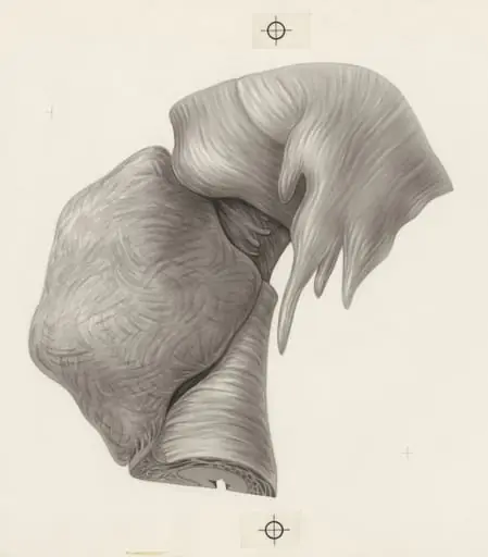 Human tissue