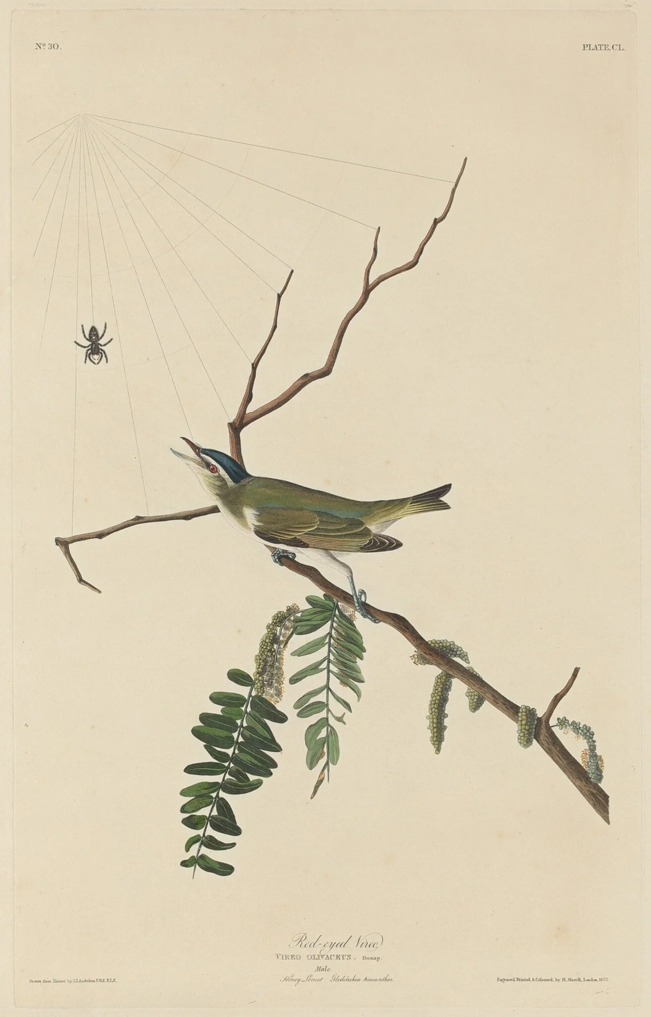 Red-Eyed Vireo, by Robert Havell Jr., ink, 1832