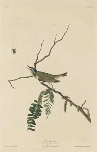 Red-Eyed Vireo