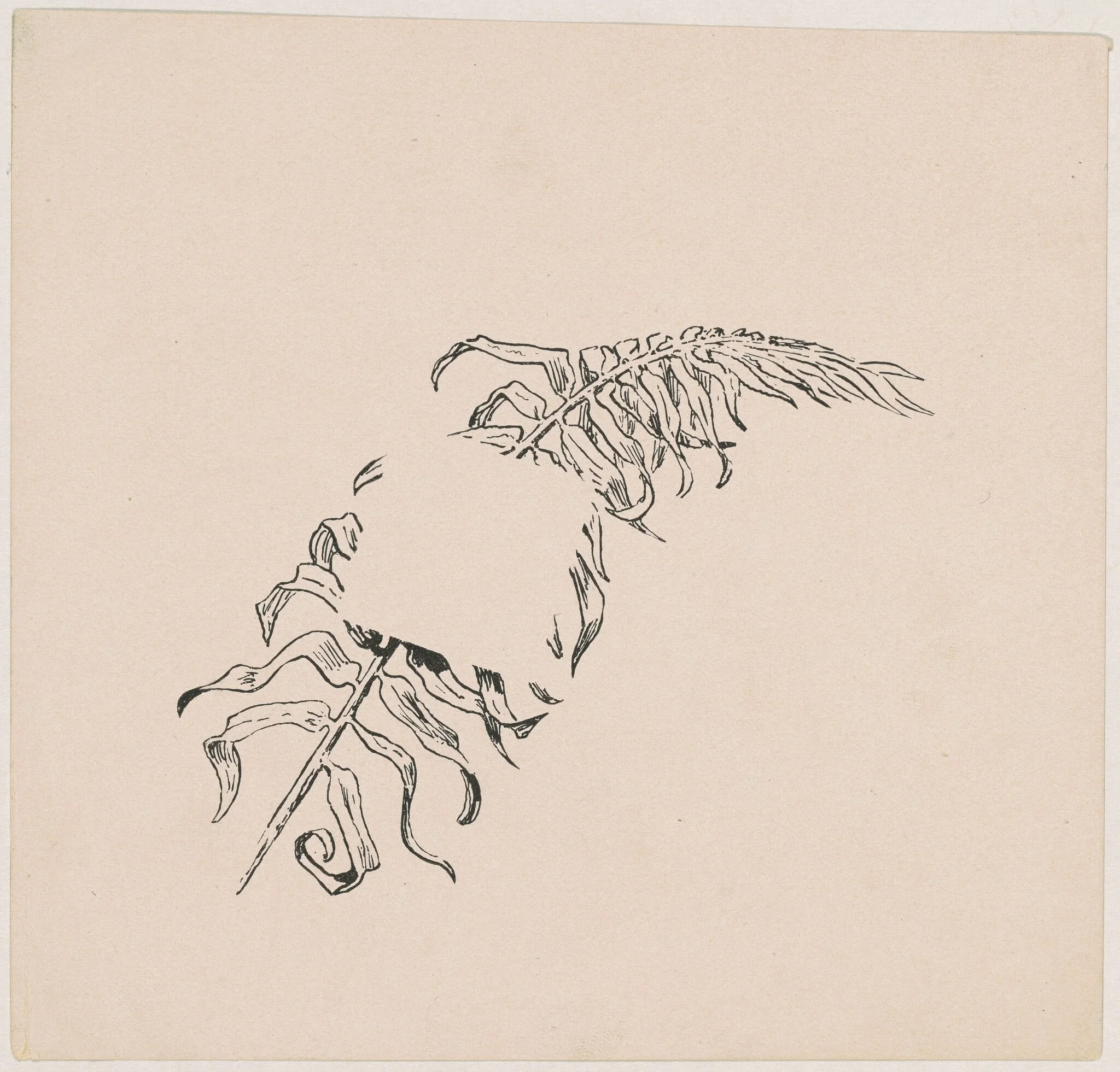 Branch, by James Henry Moser, ink, 1892