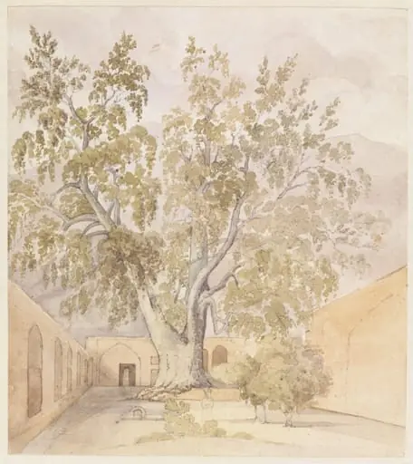 Plane Tree (Chenar) Shemaroon near Tehran Persia