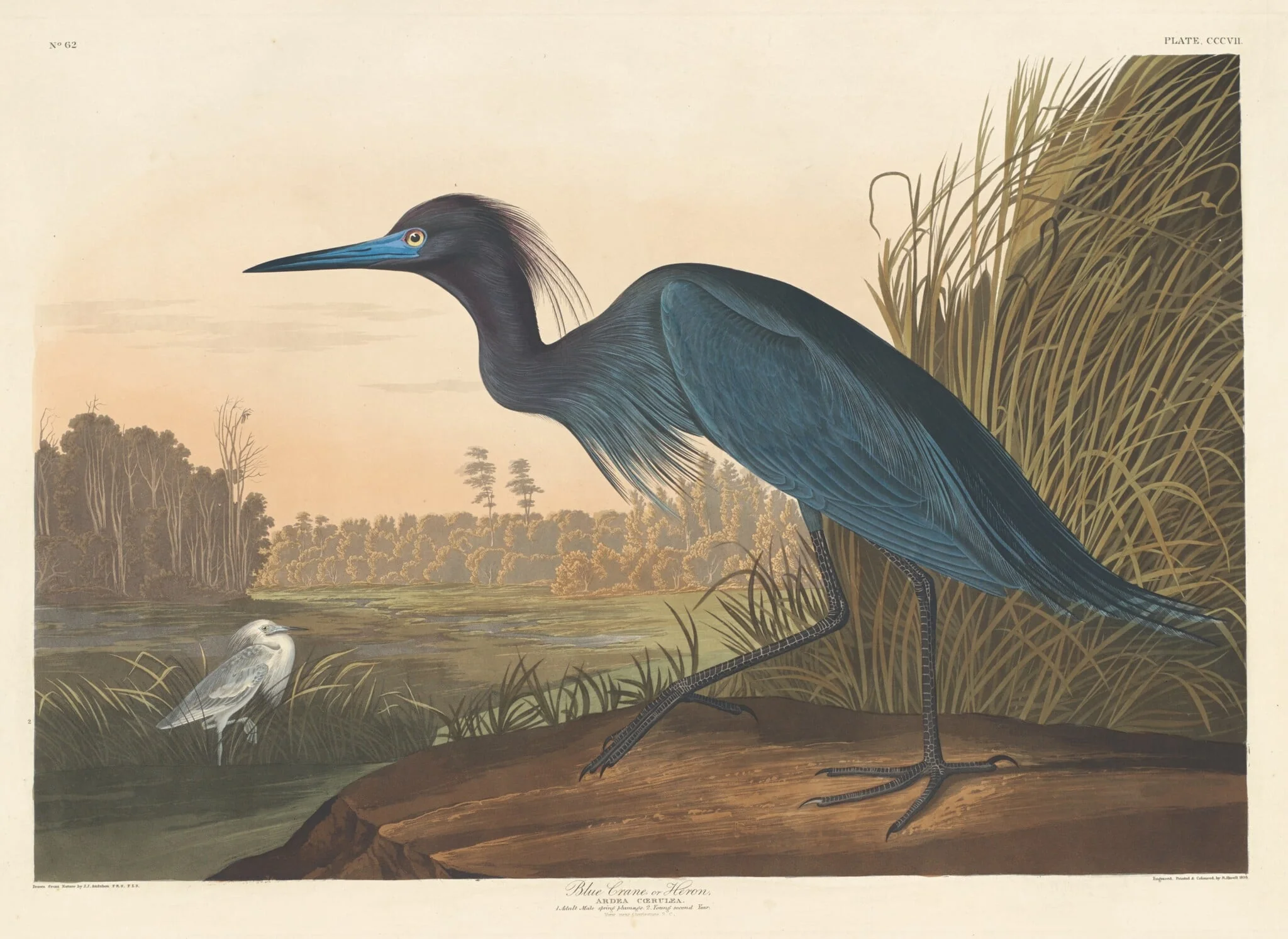 Blue Crane or Heron, by Robert Havell Jr., ink, 1836