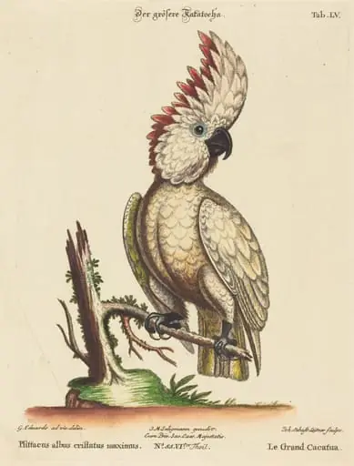 Psittacus albus cristatus maximus